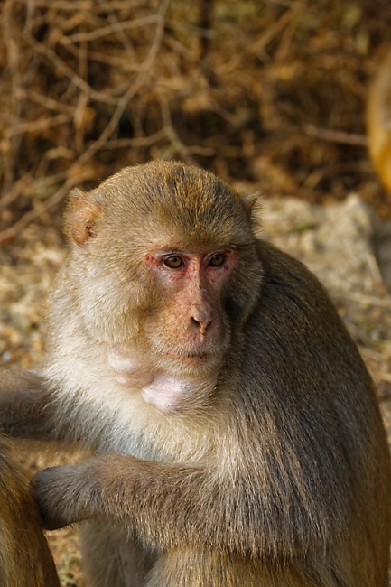 Keoladeo national park-049